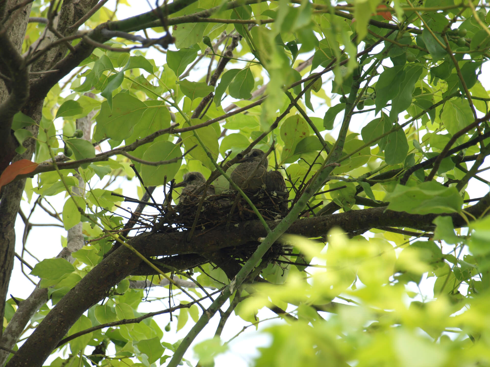 剛出生的小鴿子(裁切)