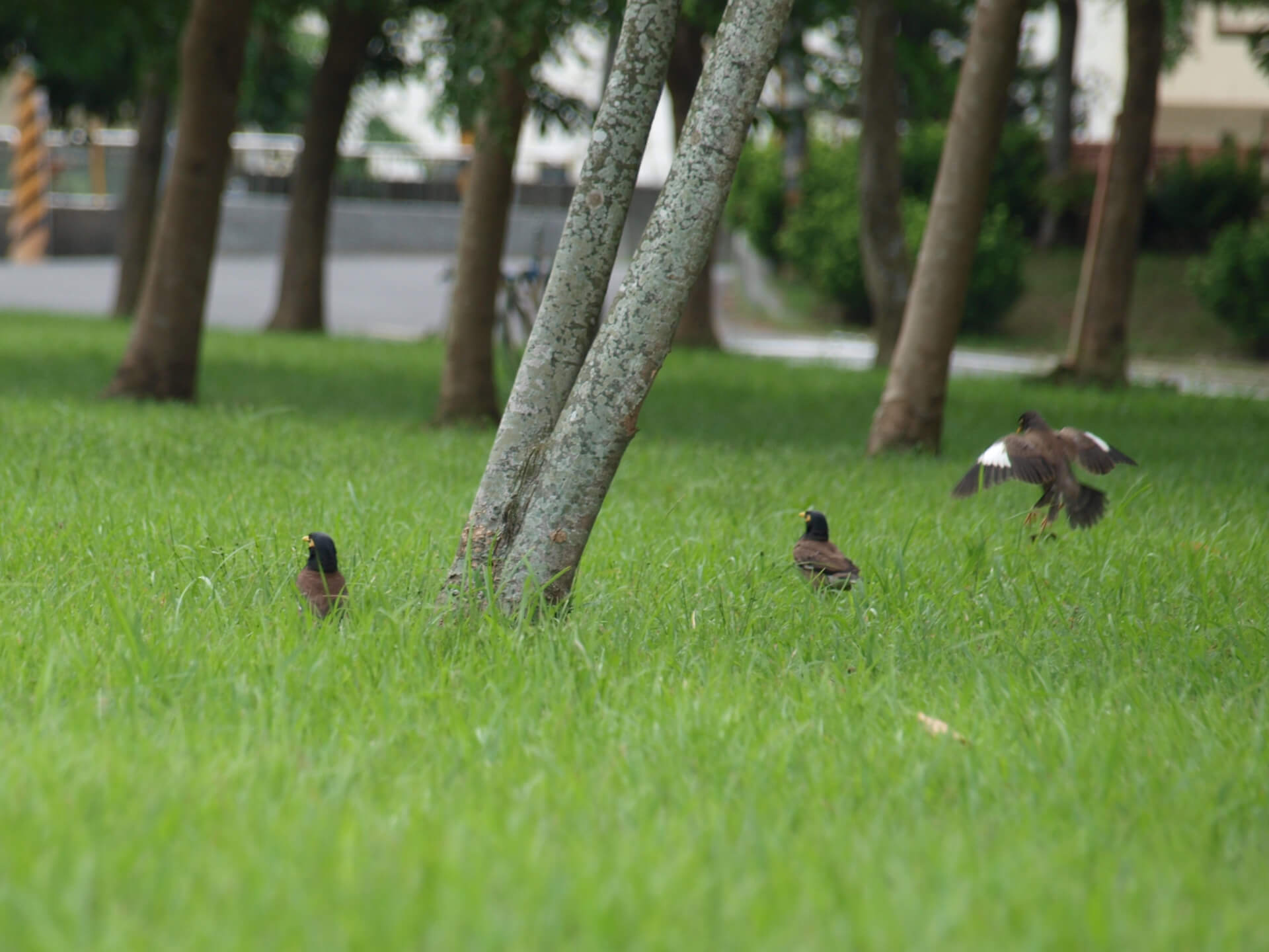 草地上的八哥(裁切)