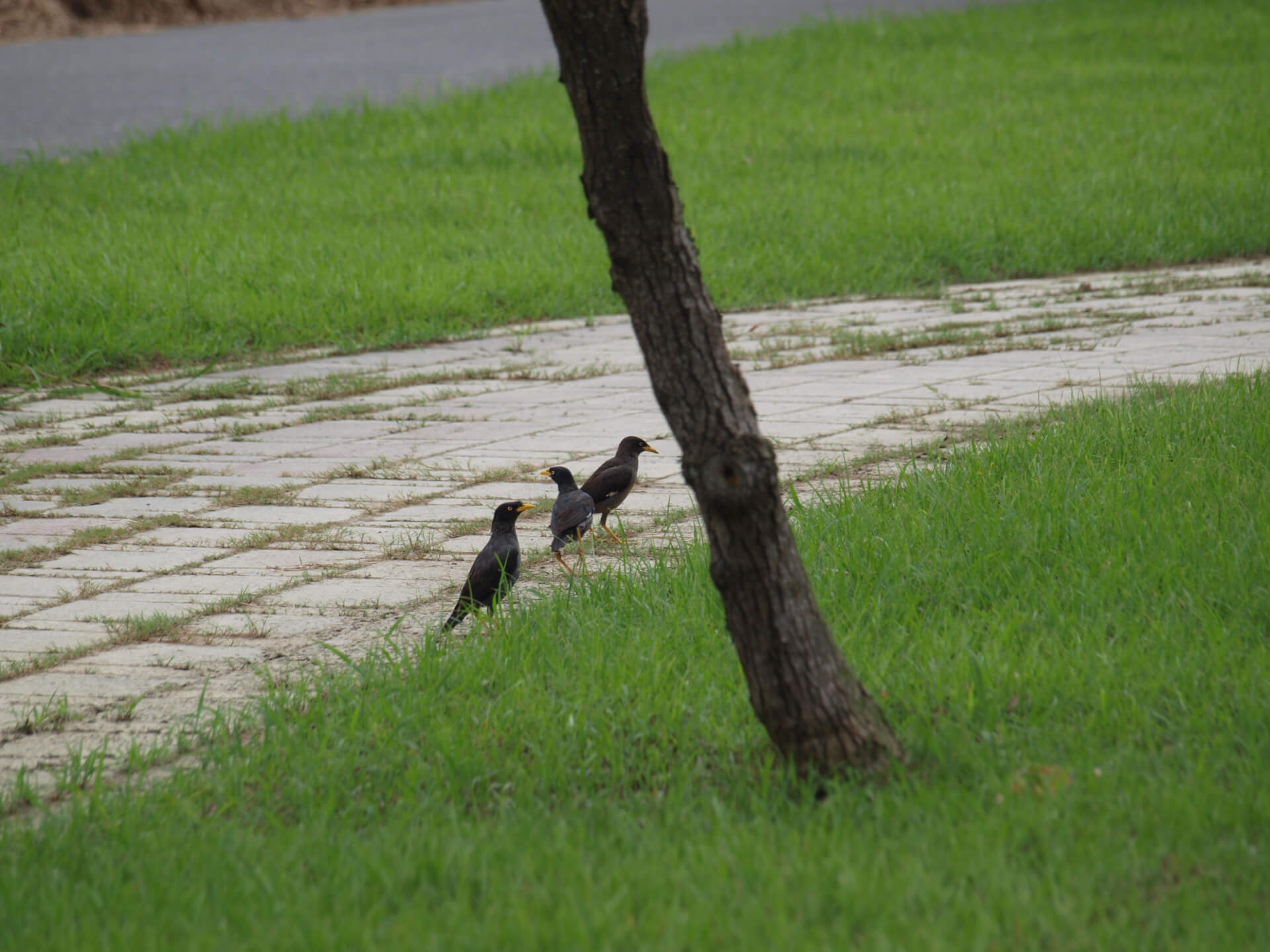 步道上的八哥(裁切)