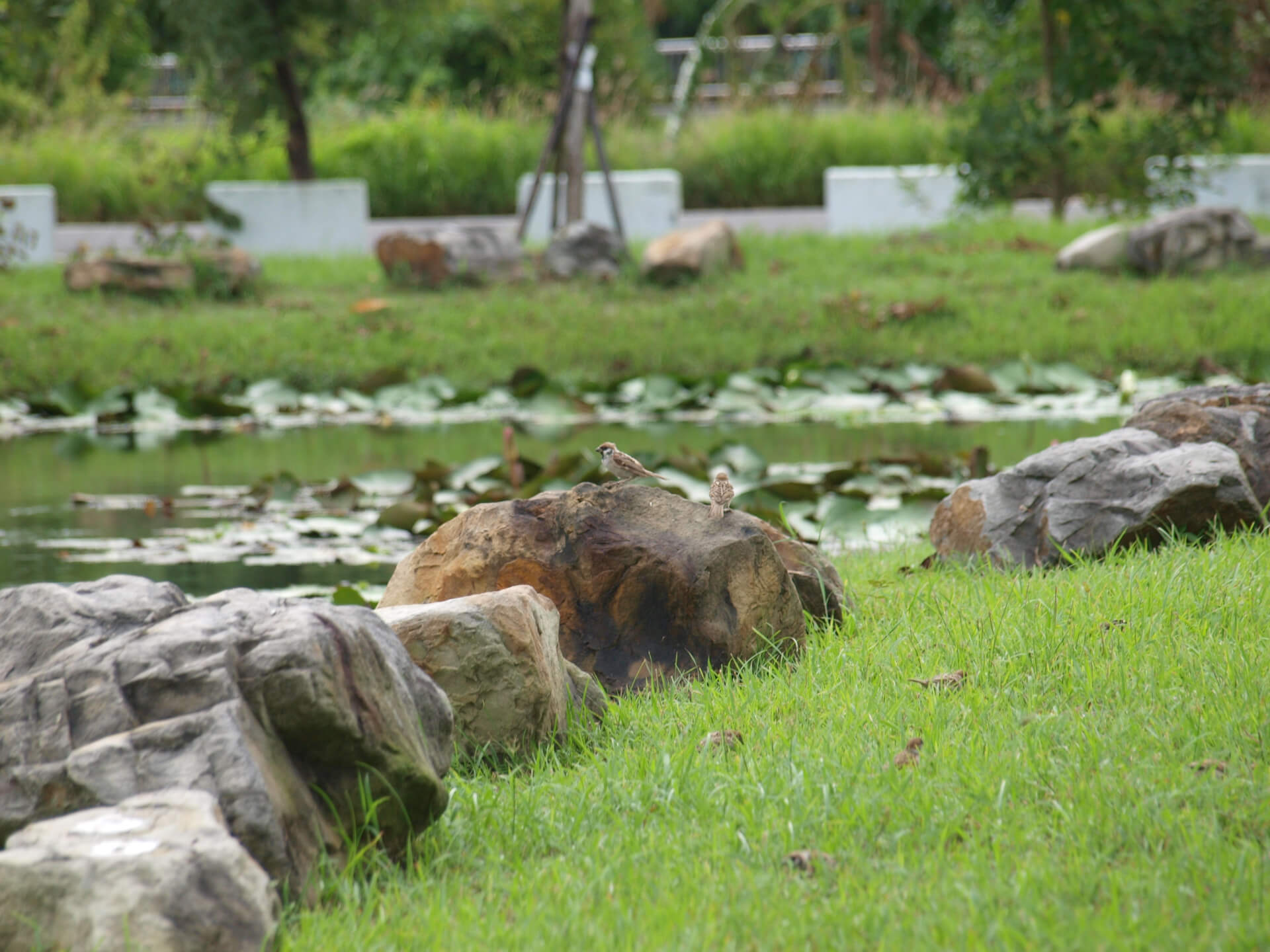 石頭上的麻雀(原圖)