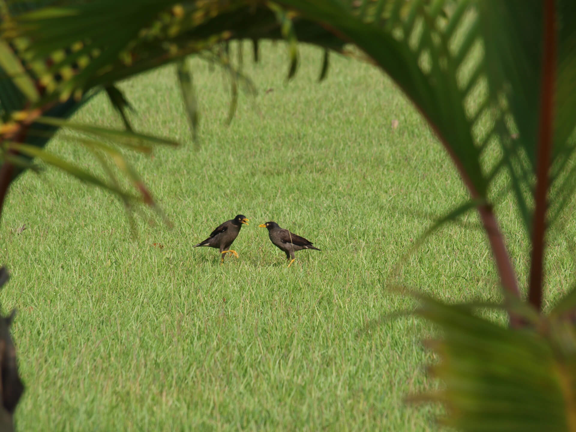 草地上的八哥(裁切)