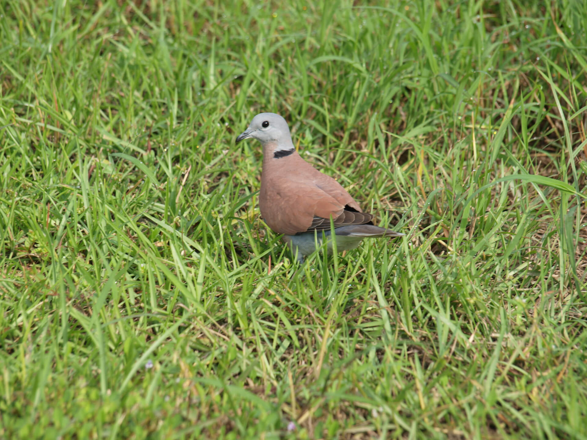 草地上的鴿子(裁切)