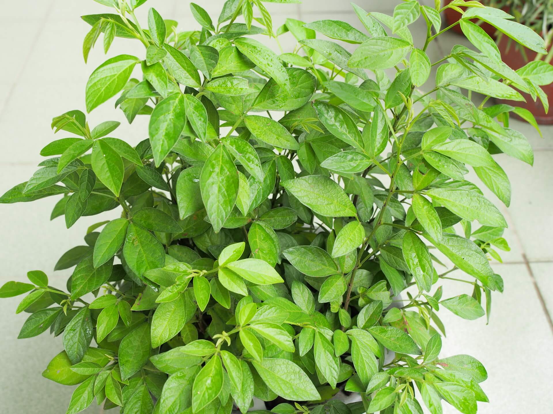 銳葉小槐花（抹草、茉草）