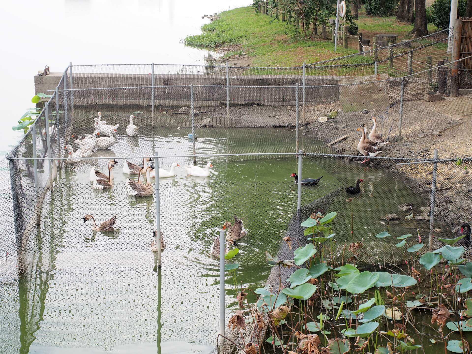 天鵝湖環保水上公園