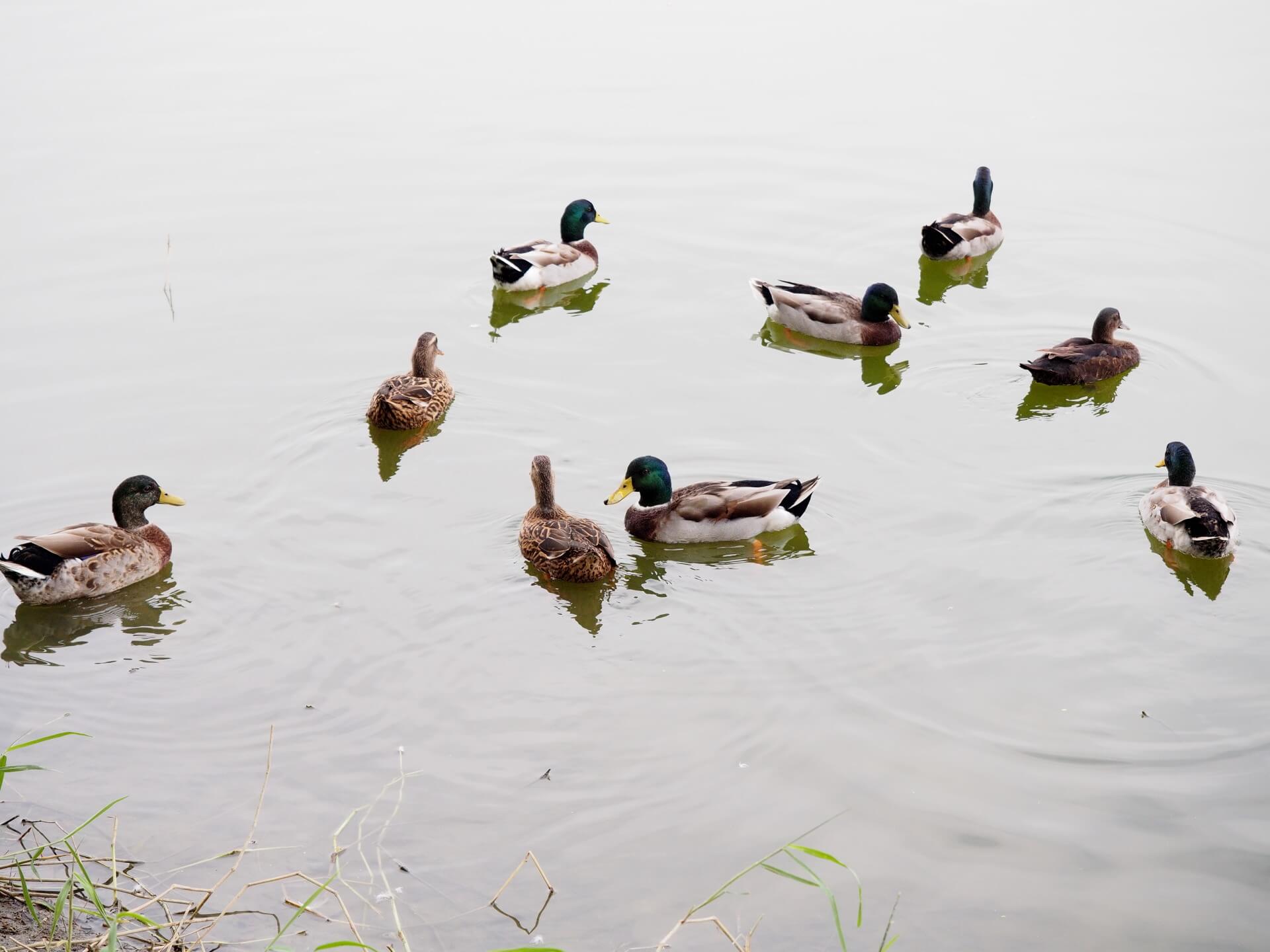 天鵝湖環保水上公園（綠頭鴨）