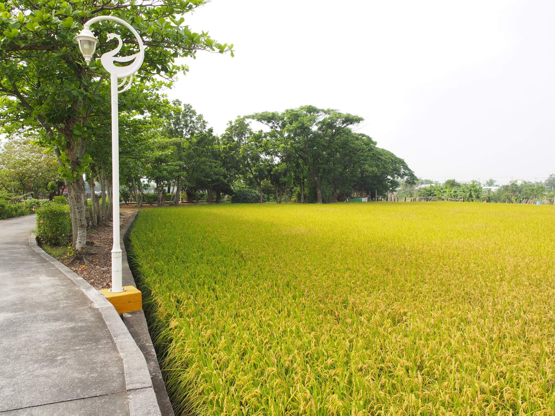 天鵝湖環保水上公園