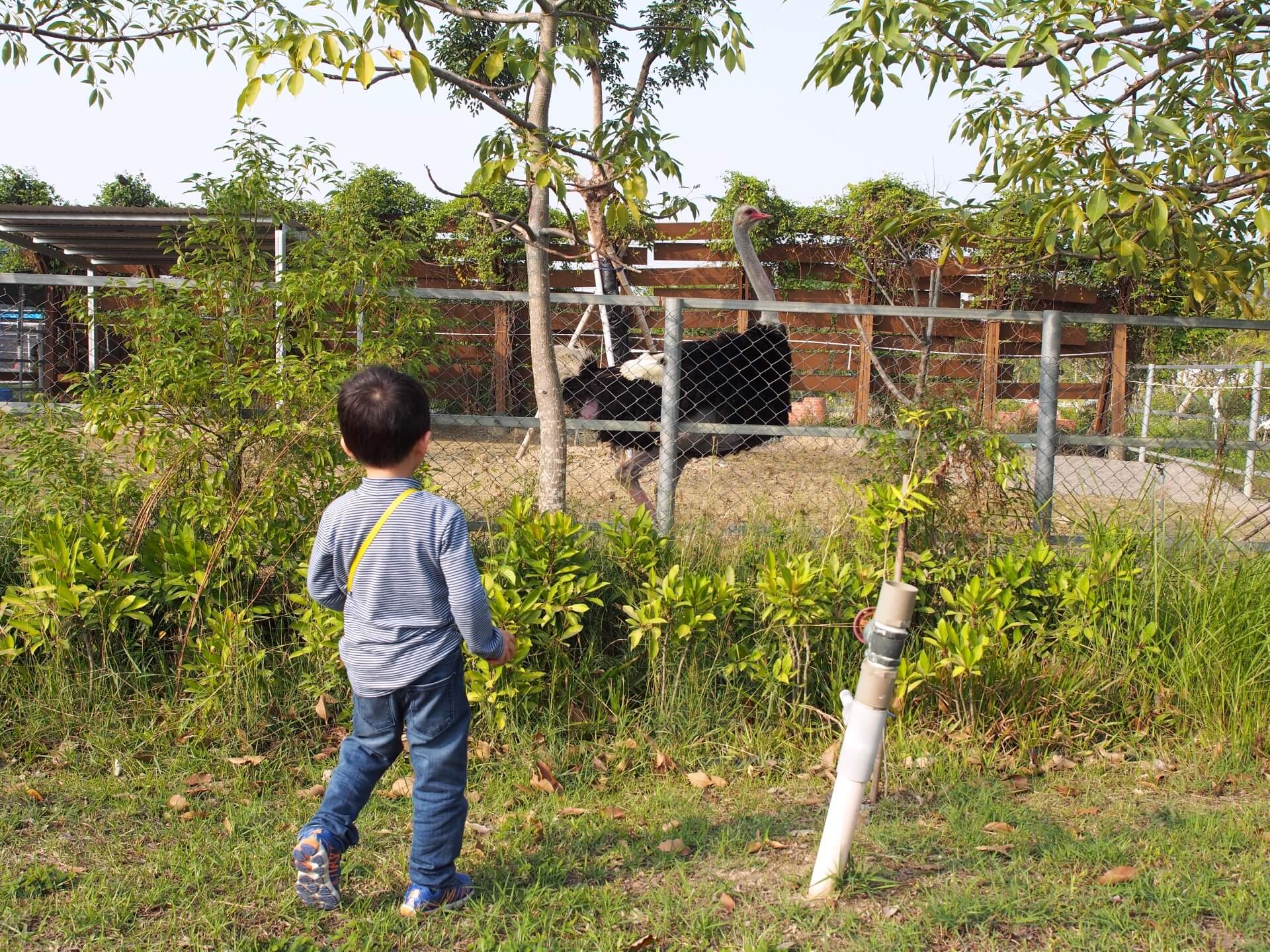 樹谷農場的鴕鳥