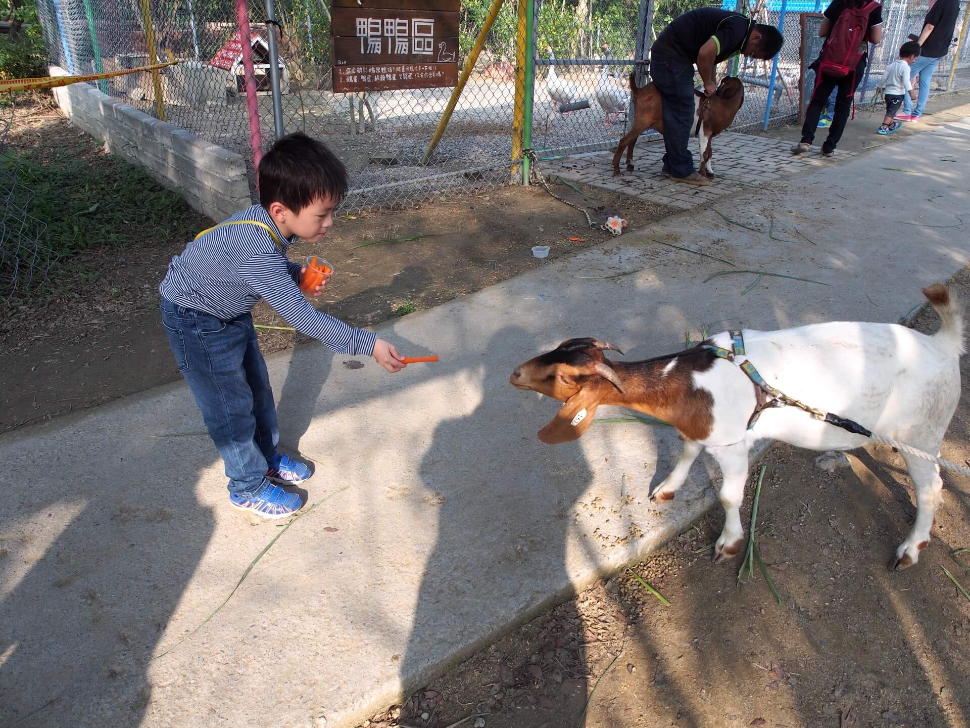 阿玄餵山羊紅蘿蔔