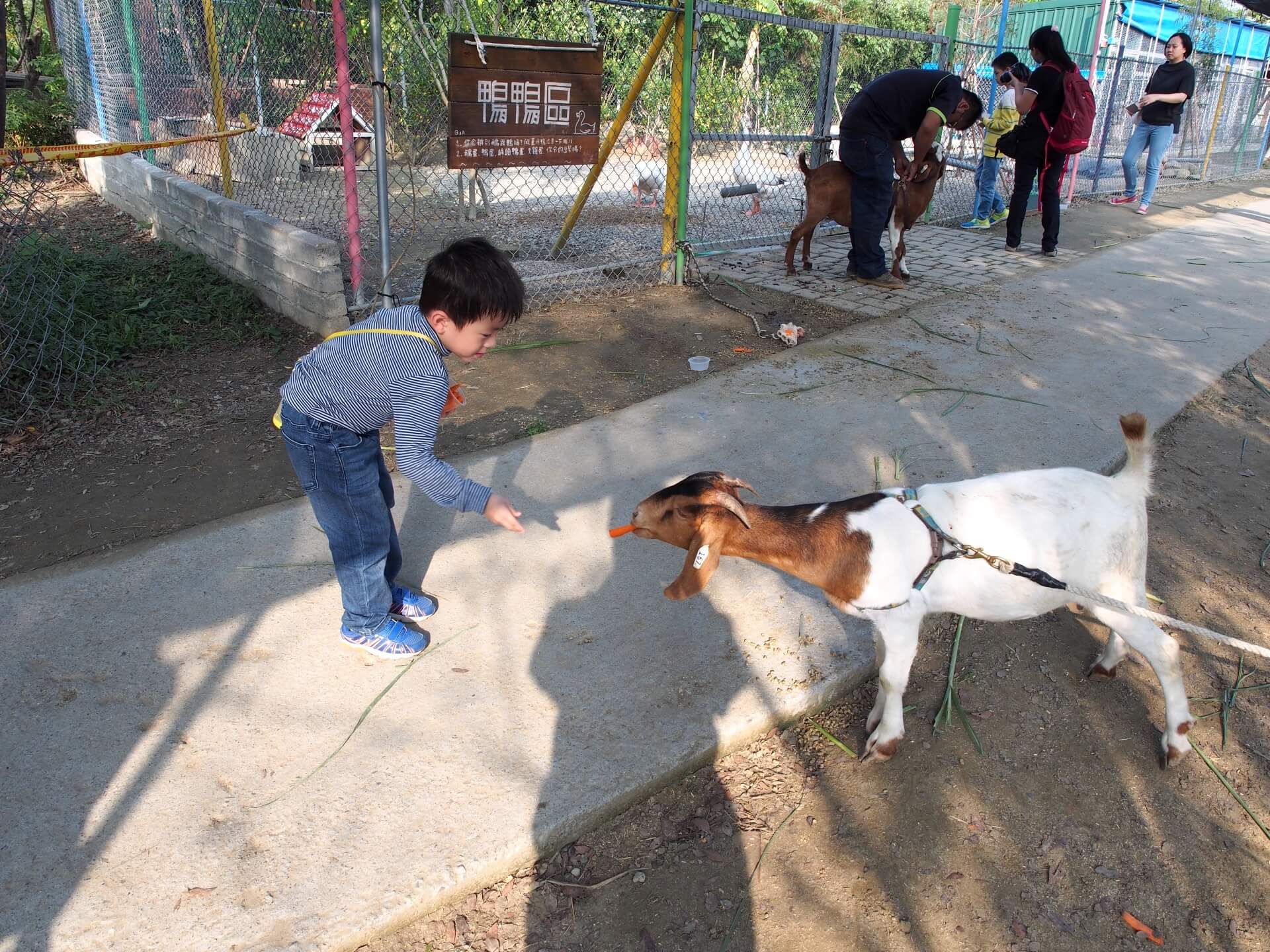 阿玄餵山羊紅蘿蔔