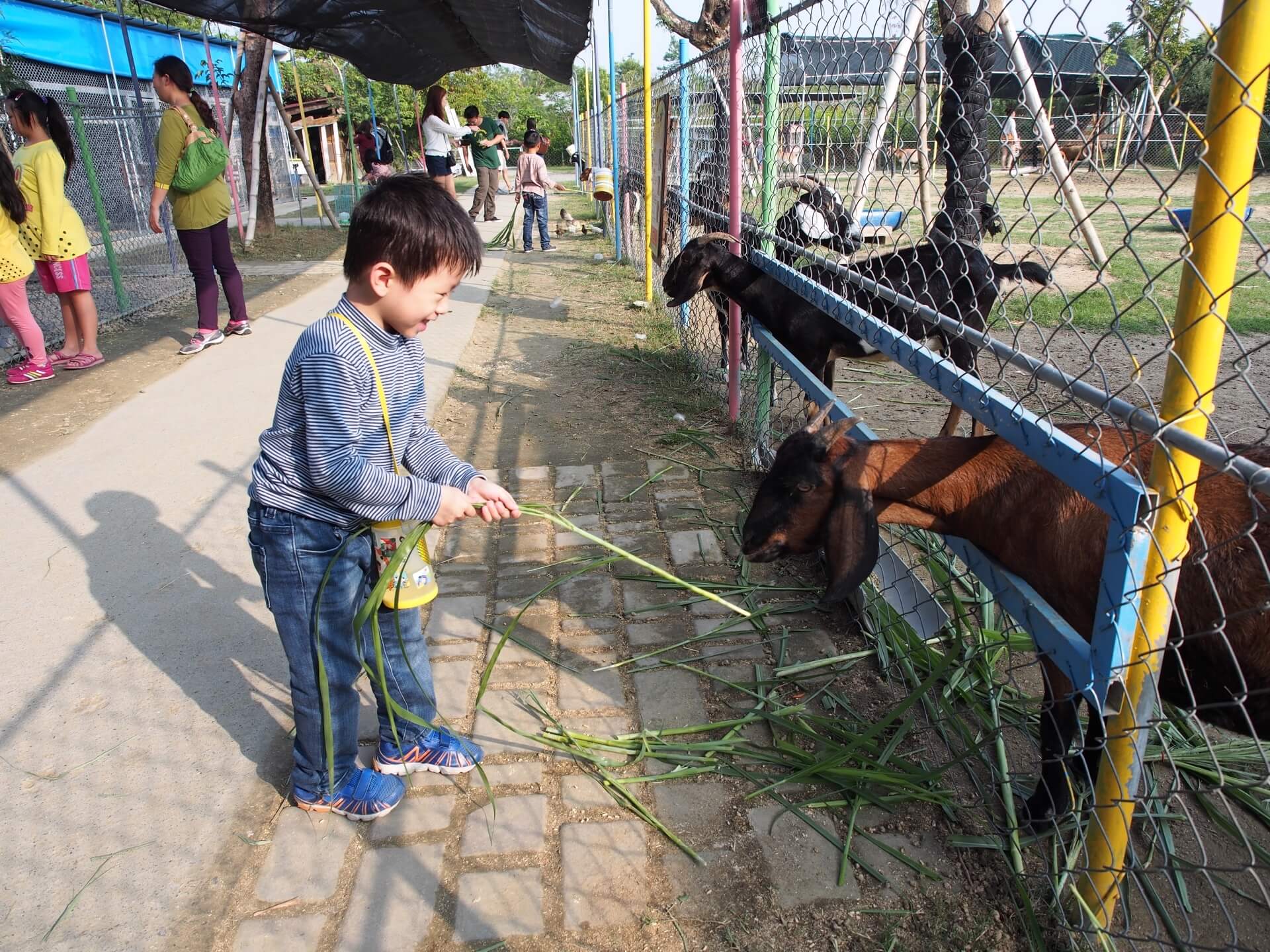 阿玄餵山羊吃牧草