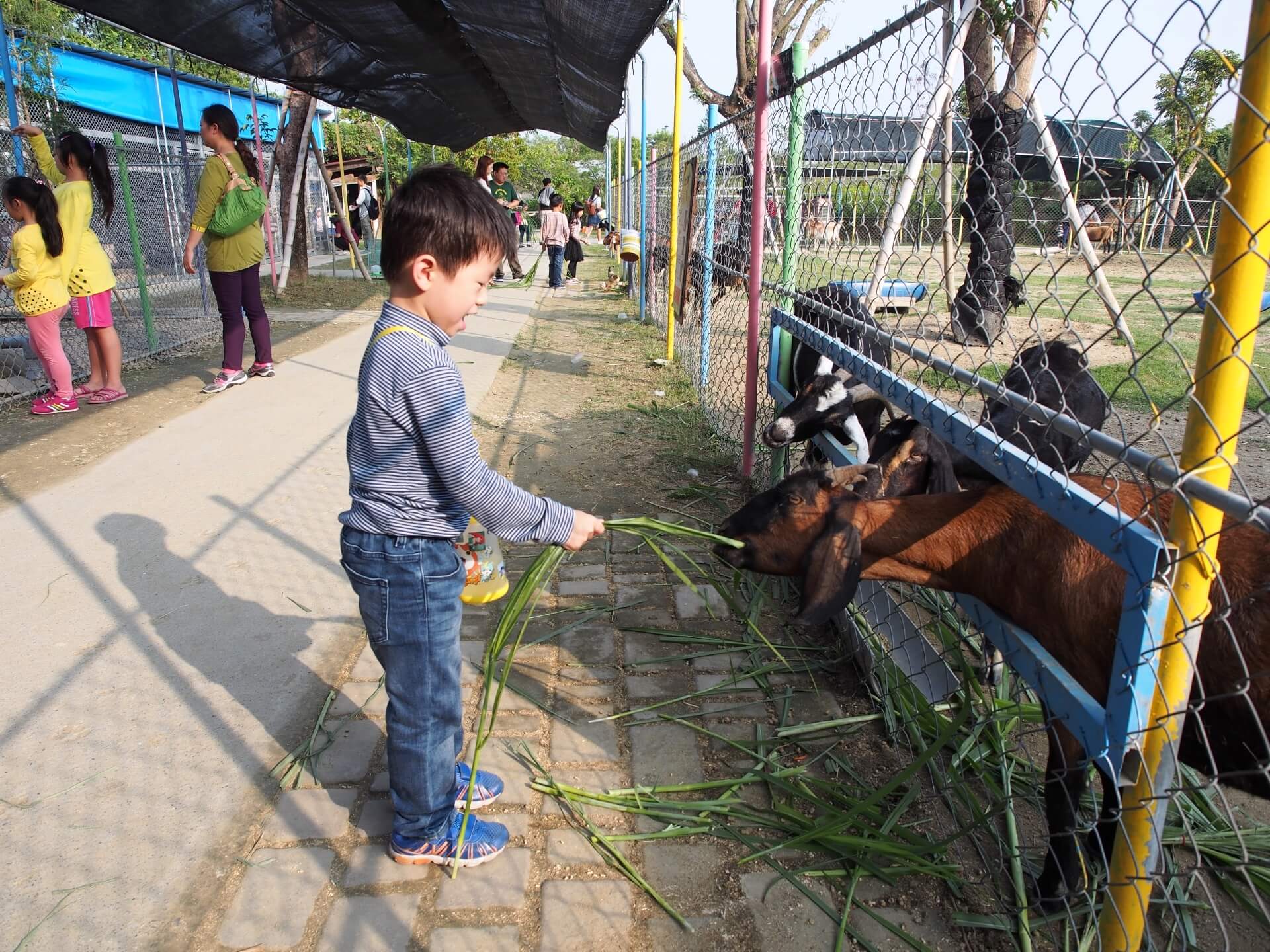 阿玄餵山羊吃牧草