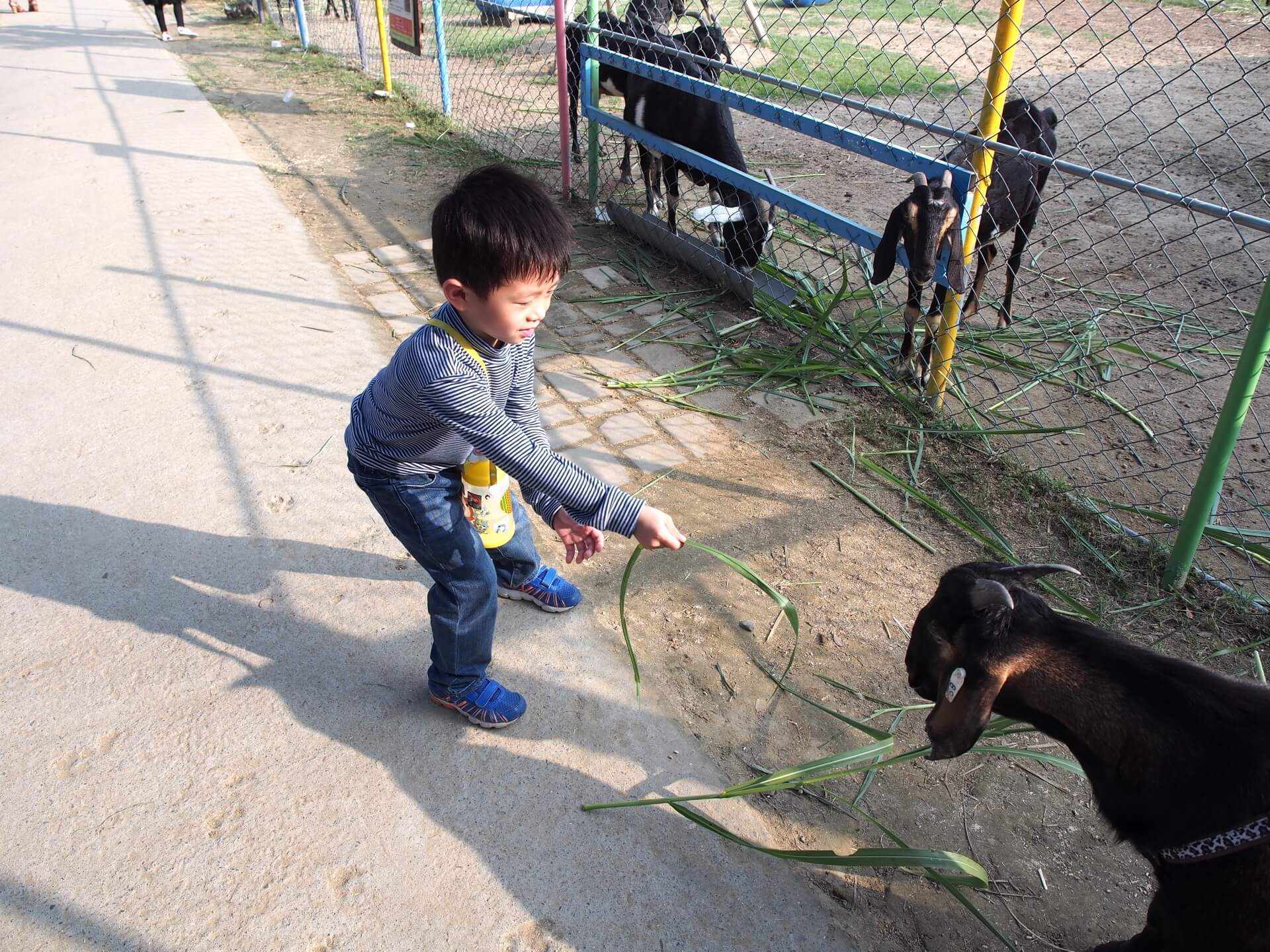阿玄餵山羊吃牧草
