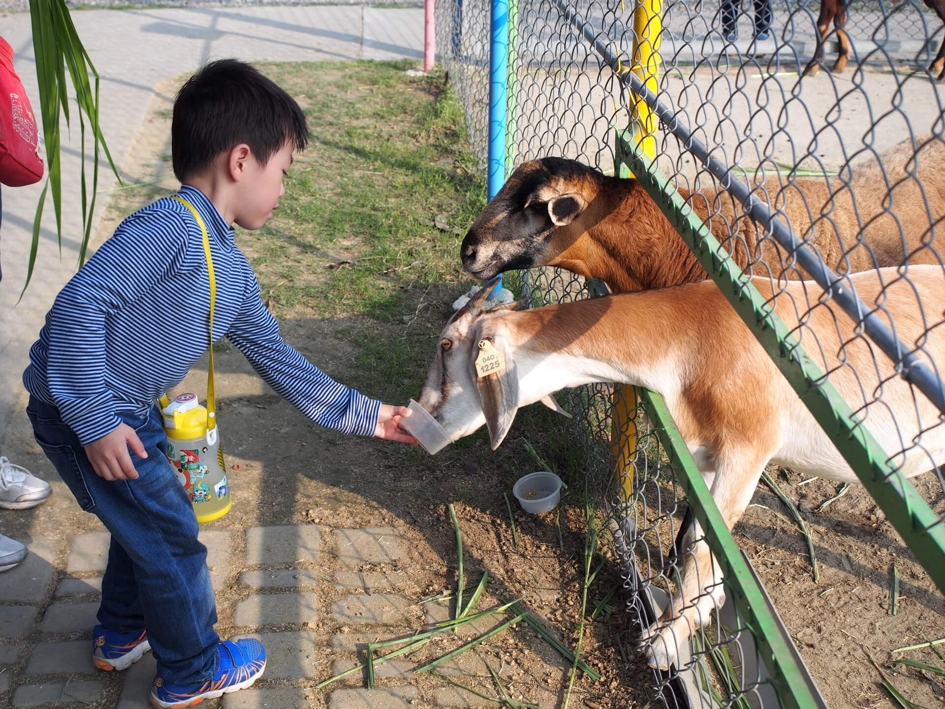 阿玄餵山羊飼料