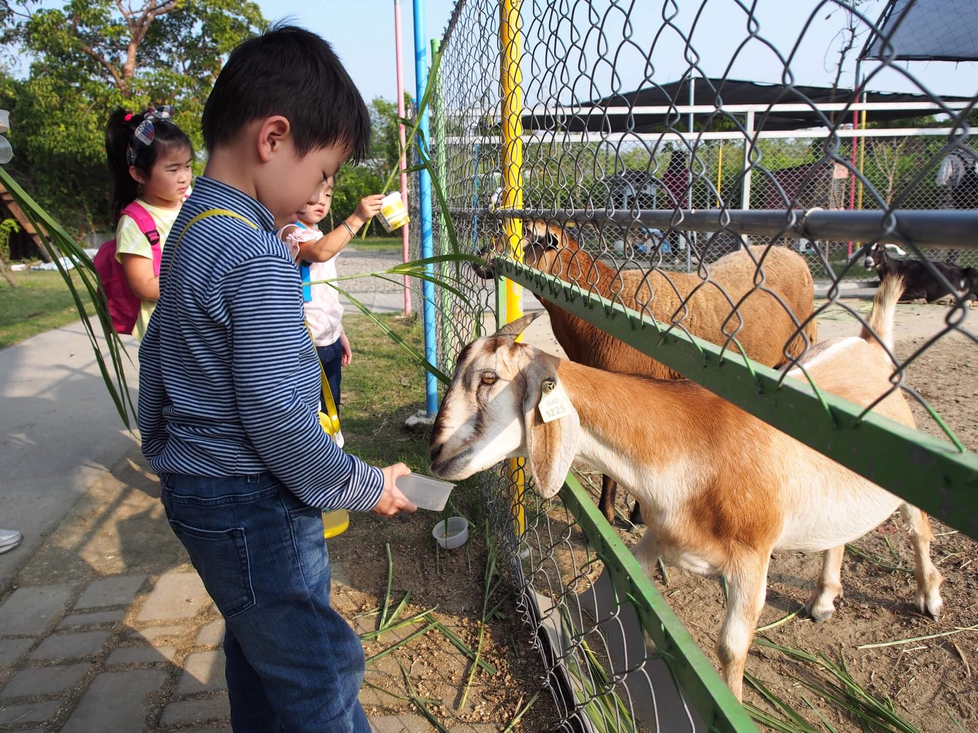 阿玄餵山羊飼料