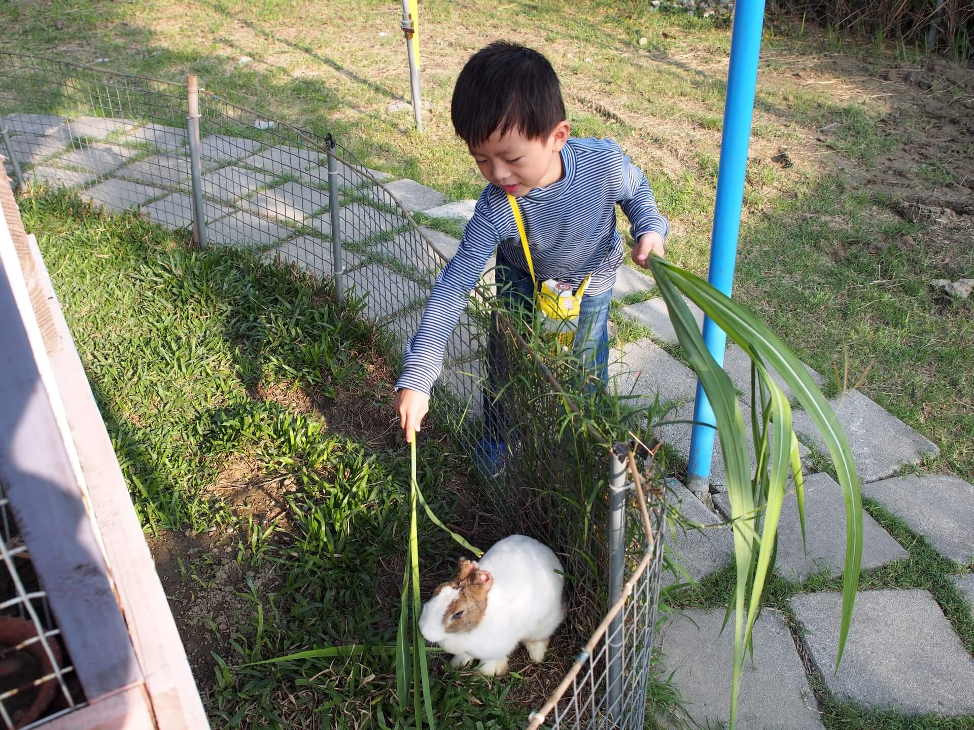 阿玄餵兔子牧草