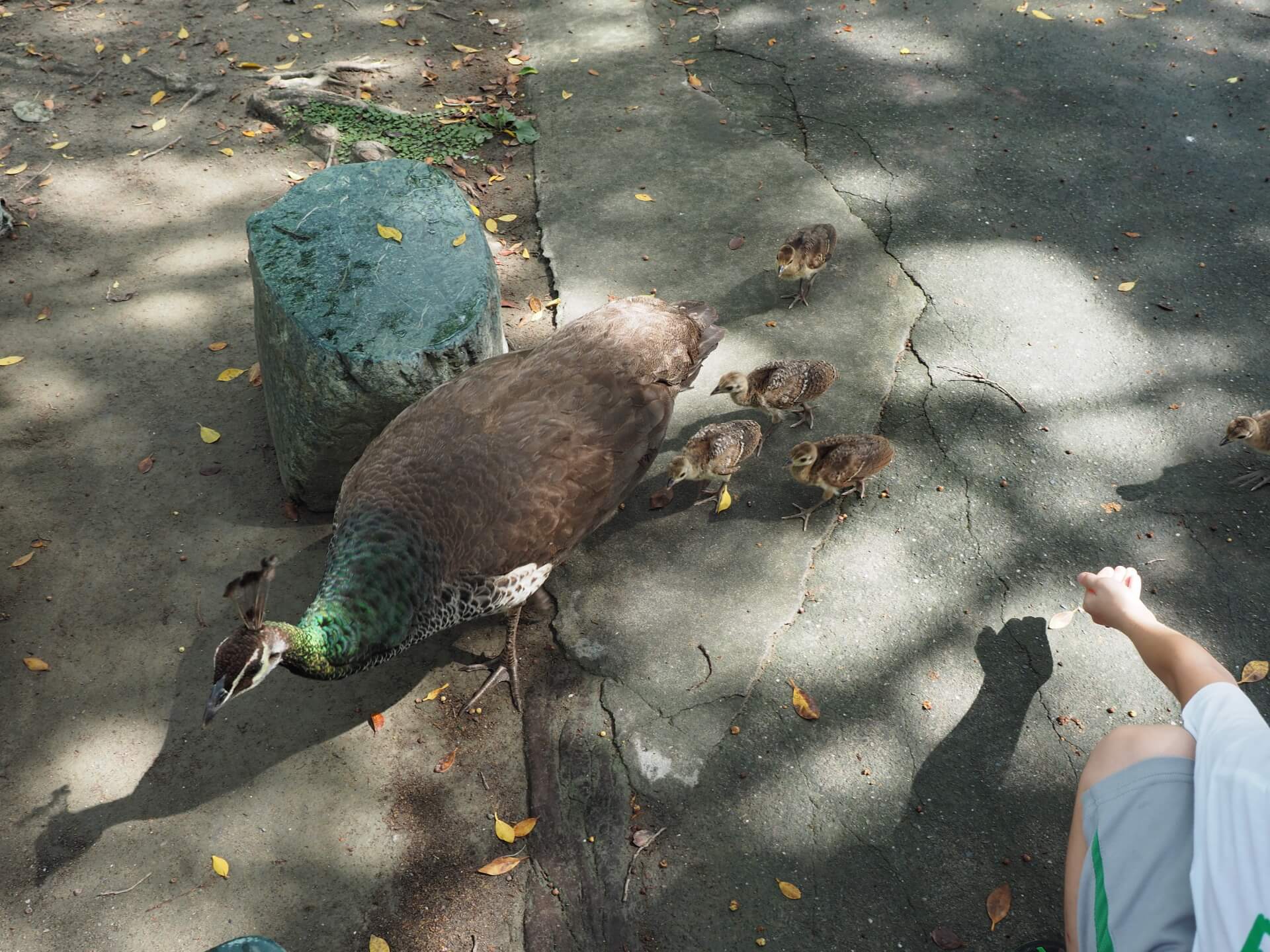 大孔雀與小孔雀