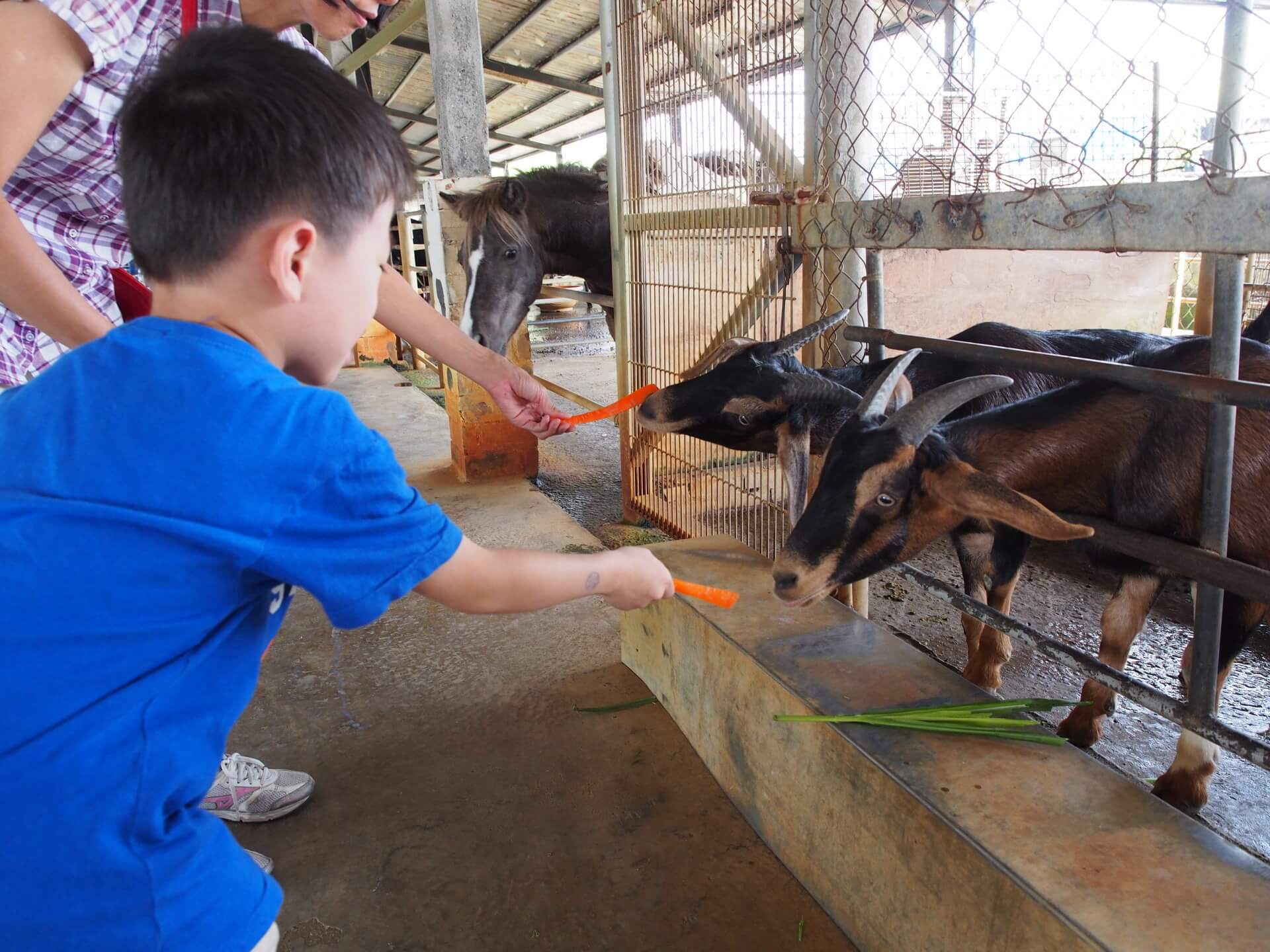阿玄餵山羊吃胡蘿蔔