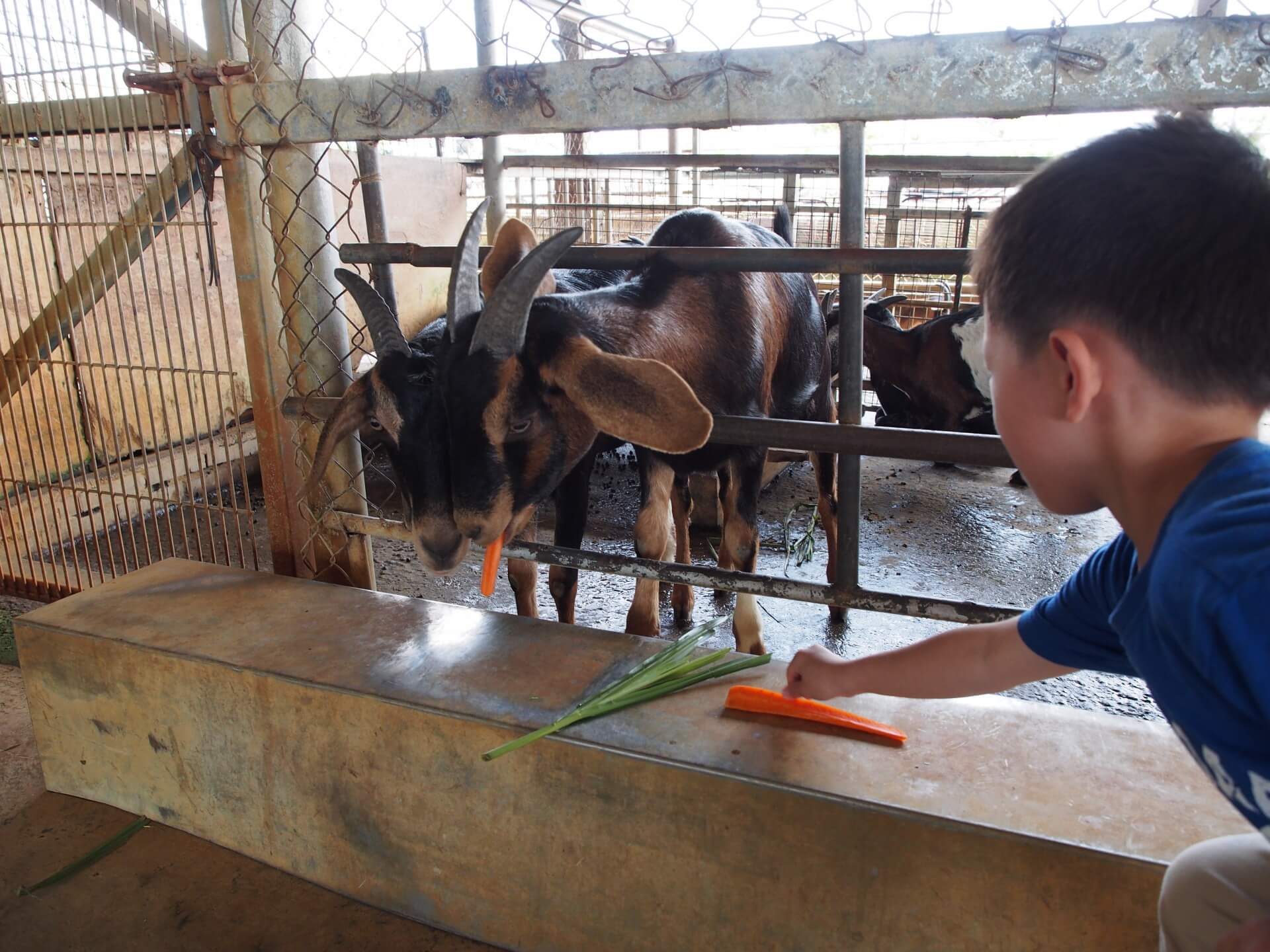 阿玄餵山羊吃胡蘿蔔
