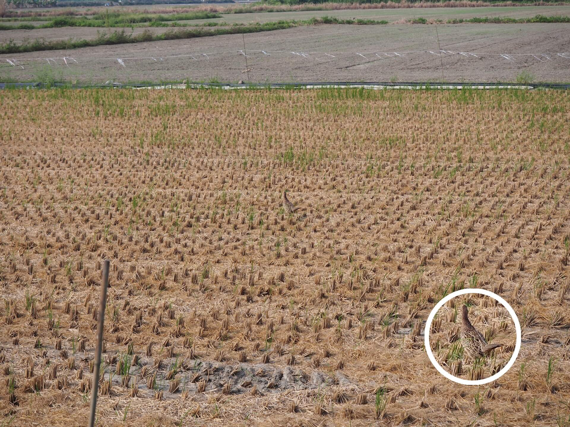 新營五分車沿路風景（雉雞）