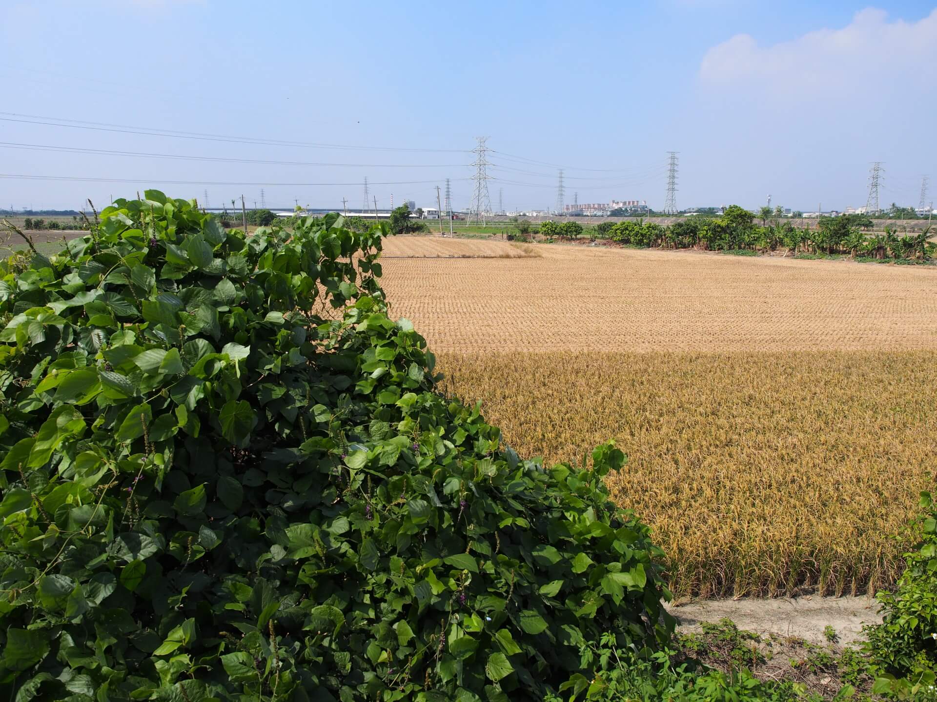 新營五分車沿路風景