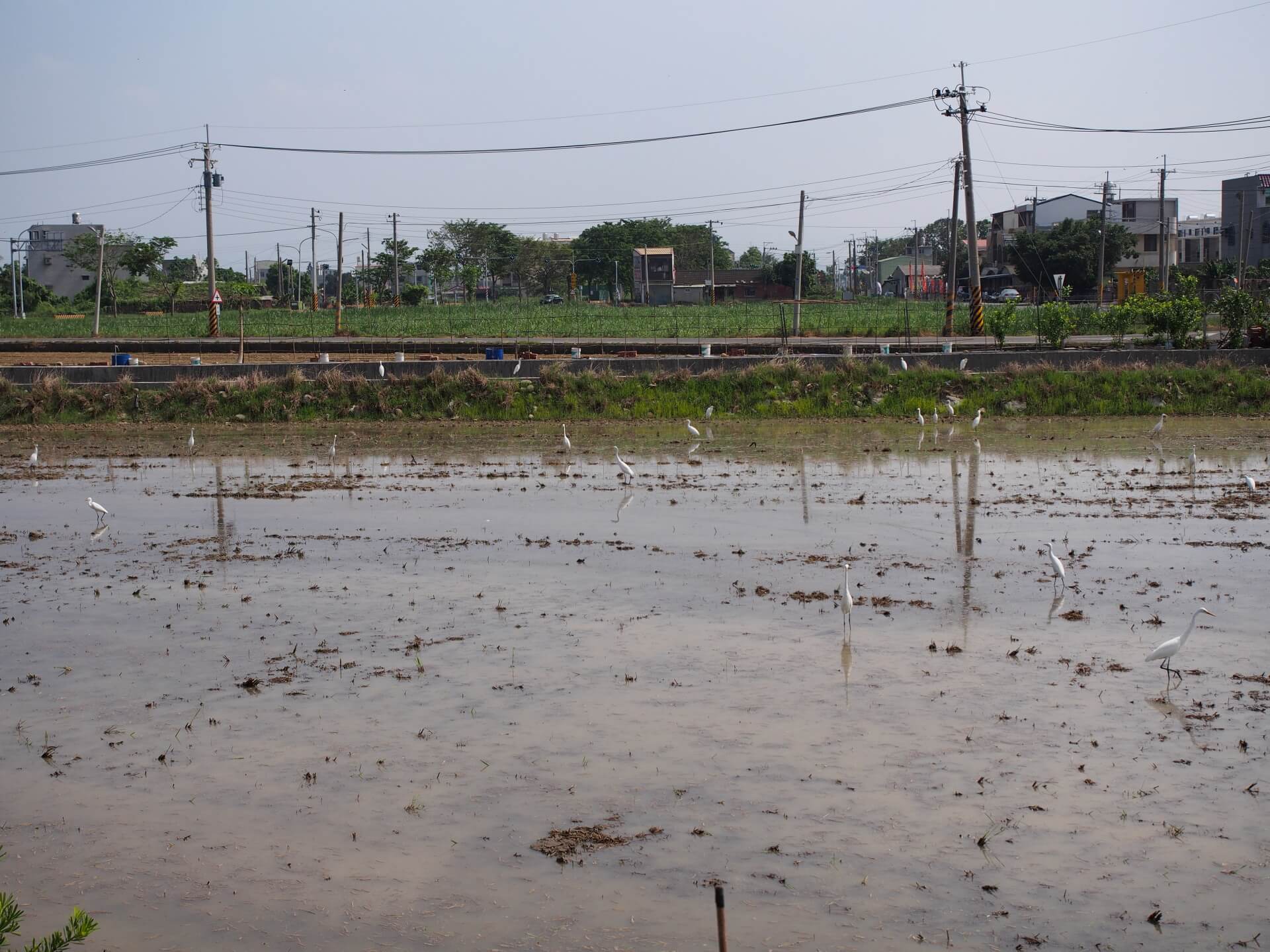 新營五分車沿路風景（水稻田與白鷺鷥）