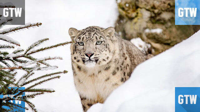 不同效果的圖片 Logo