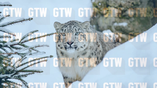 拼貼圖片浮水印