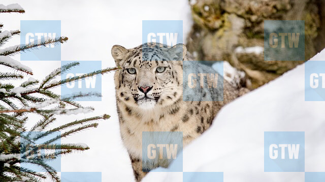 拼貼圖片浮水印