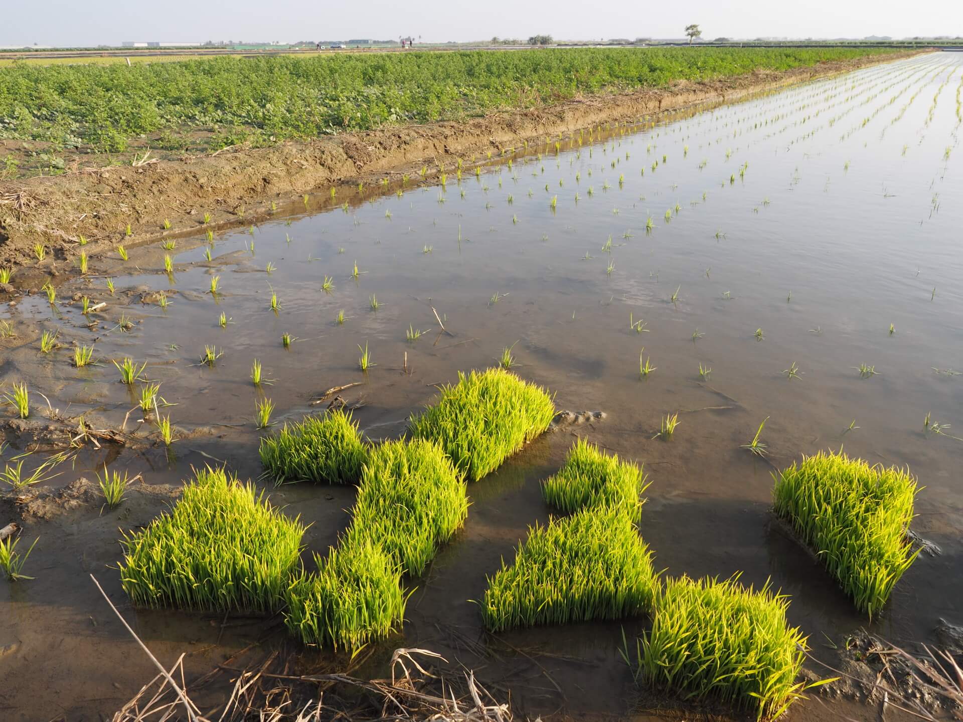 水稻田