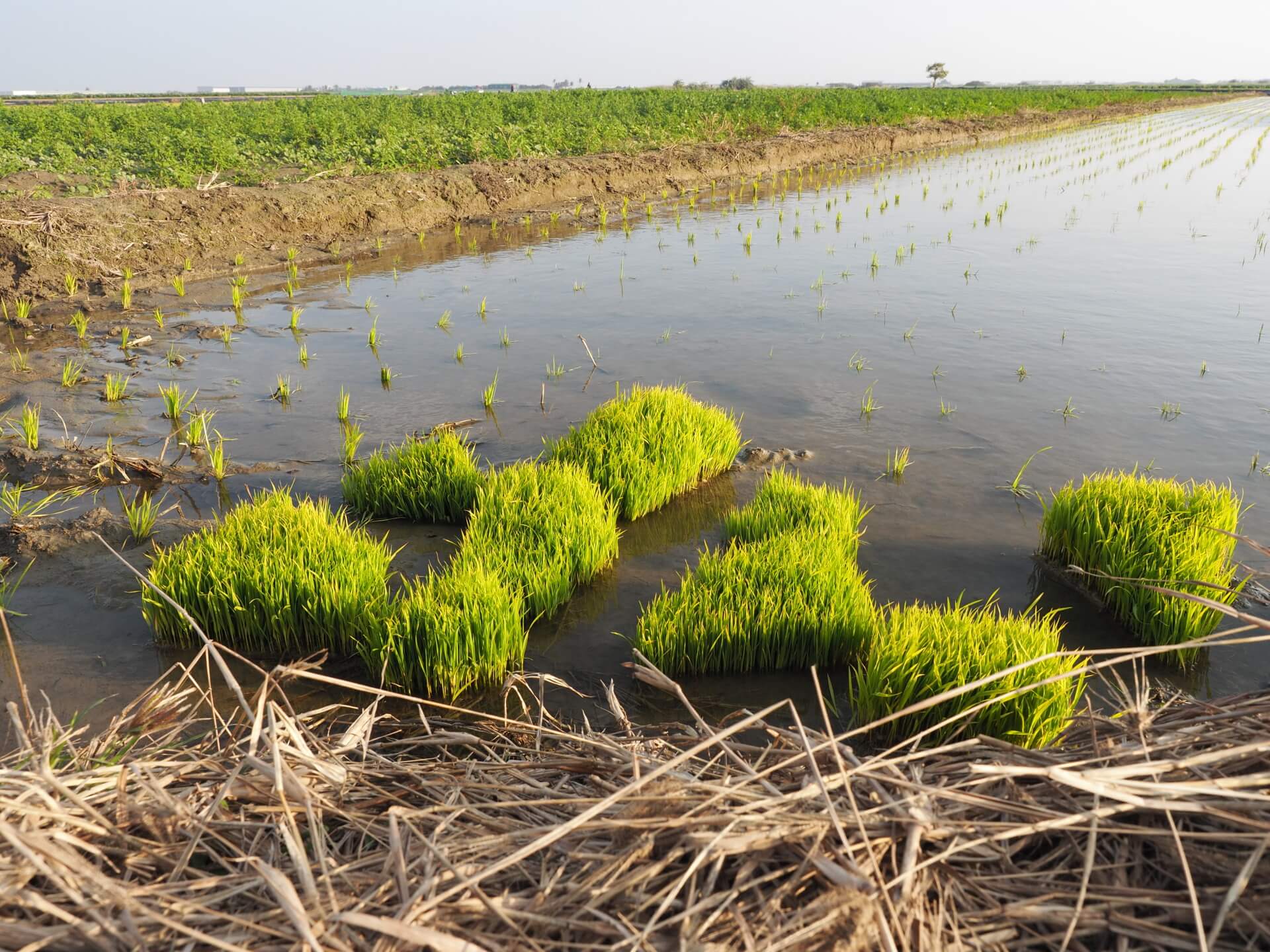 水稻田