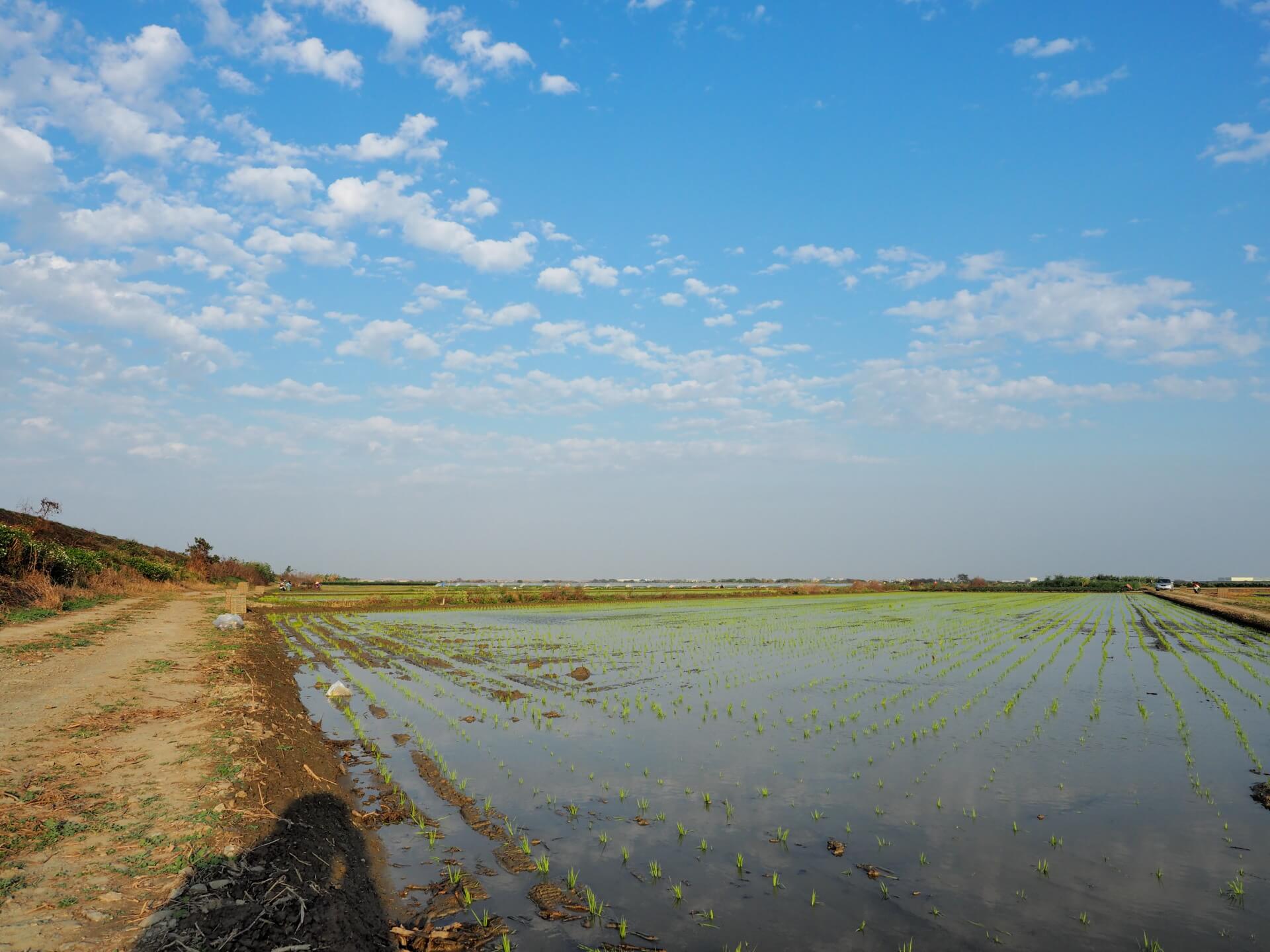 水稻田
