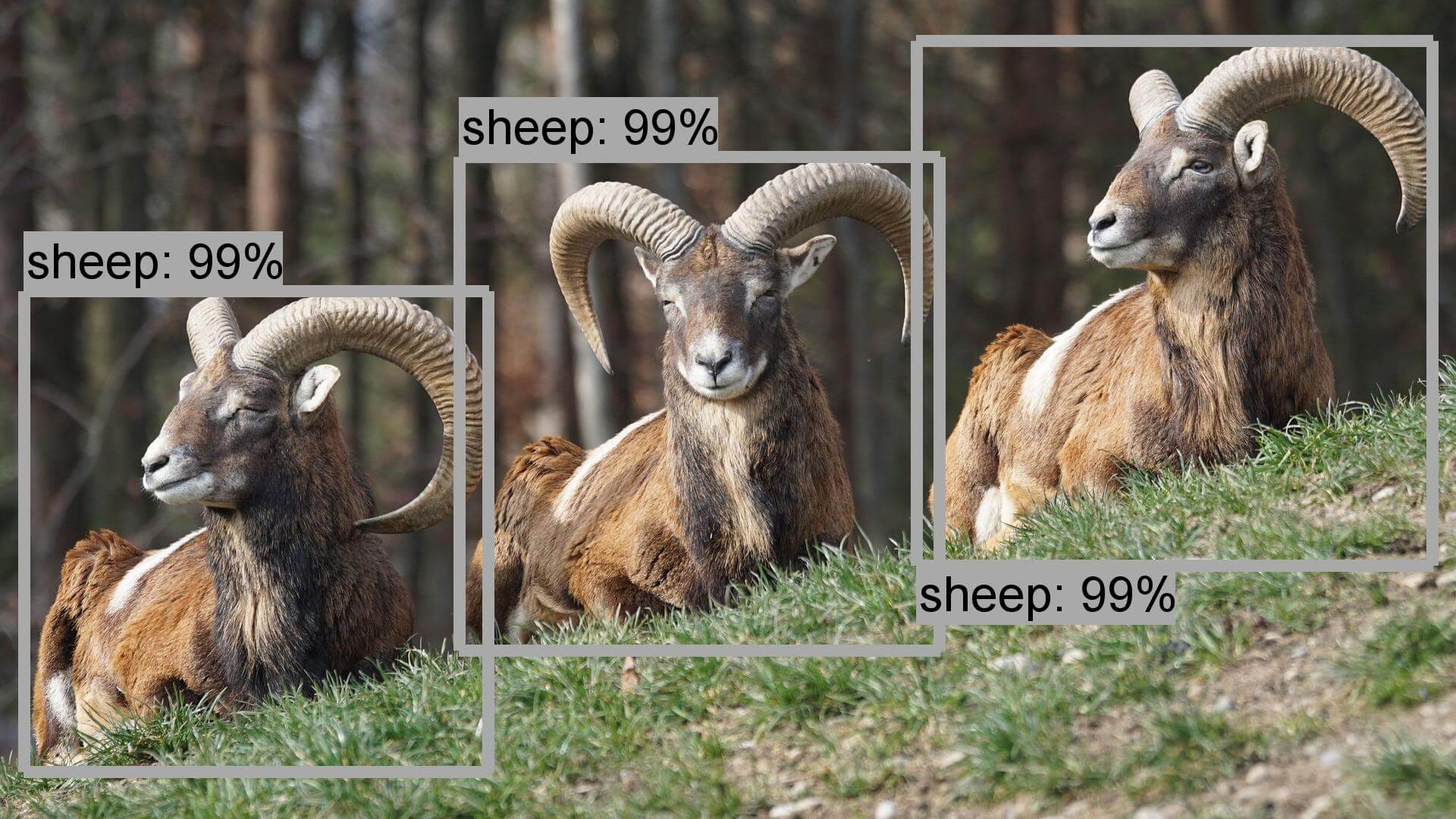 Faster RCNN + NAS 模型測試結果