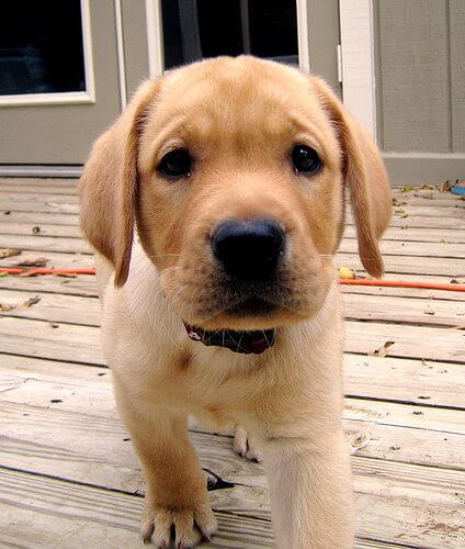 golden-lab-puppy1
