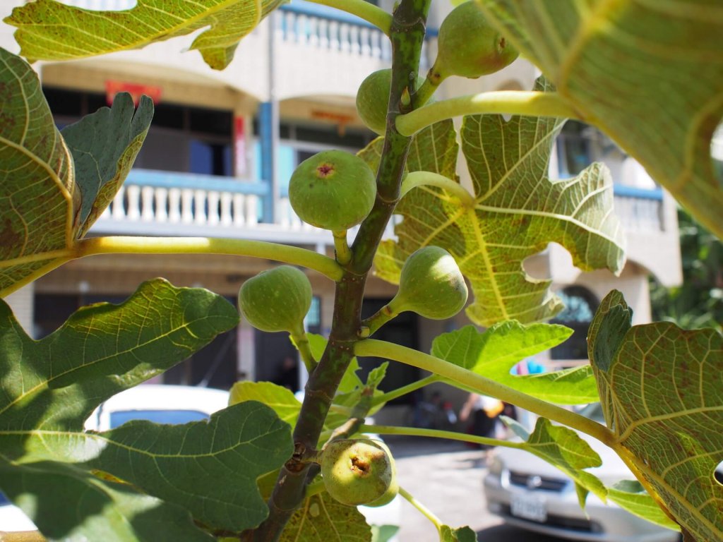 my-fig-tree-in-xigang-20160911-03