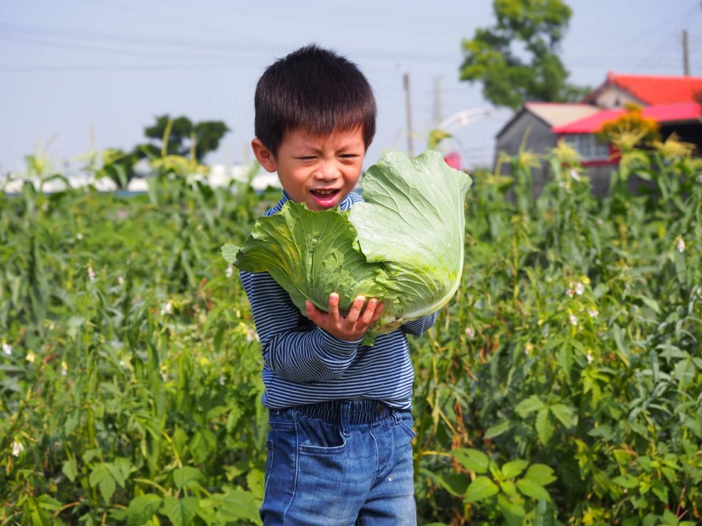 cabbage-garden-shanhua-tainan-20161204-02