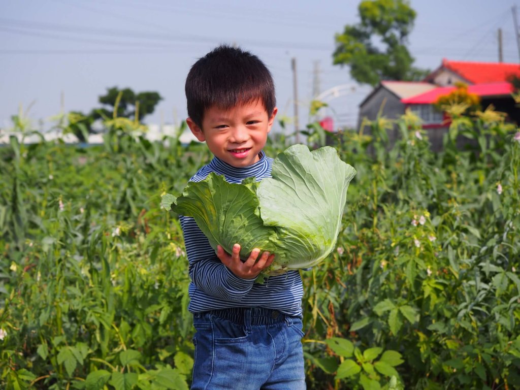 cabbage-garden-shanhua-tainan-20161204-03