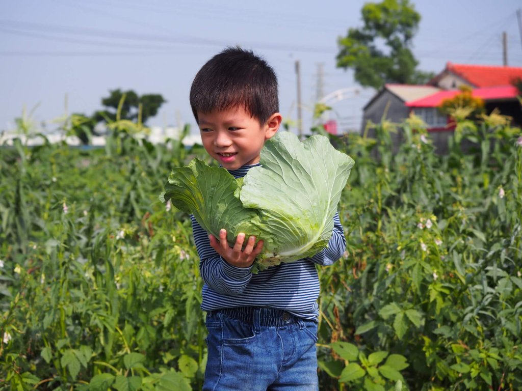 cabbage-garden-shanhua-tainan-20161204-04