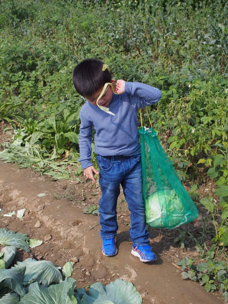 cabbage-garden-shanhua-tainan-20161204-05