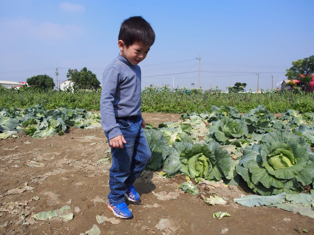 cabbage-garden-shanhua-tainan-20161204-10