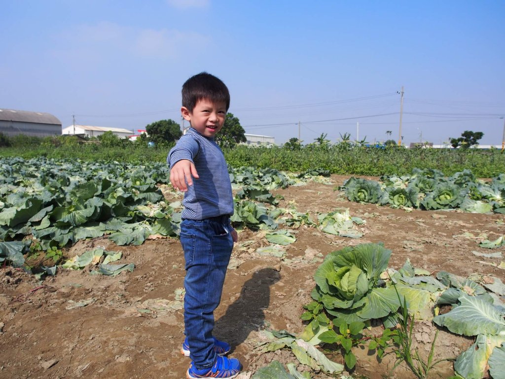 cabbage-garden-shanhua-tainan-20161204-13