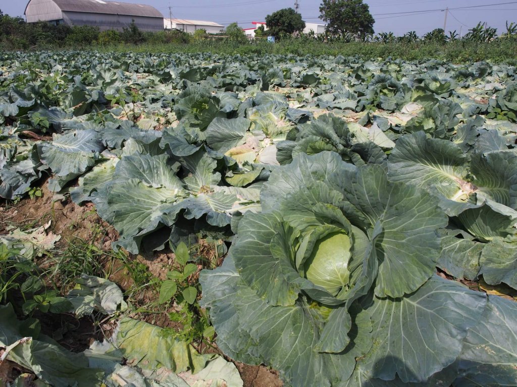 cabbage-garden-shanhua-tainan-20161204-15