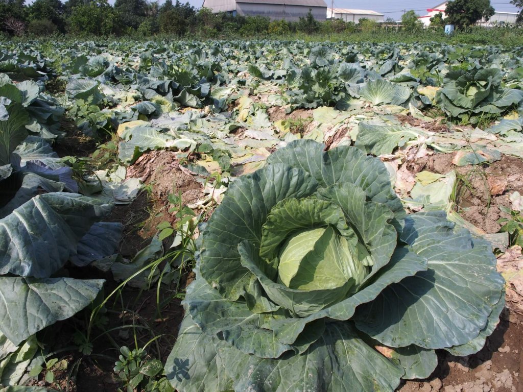 cabbage-garden-shanhua-tainan-20161204-16